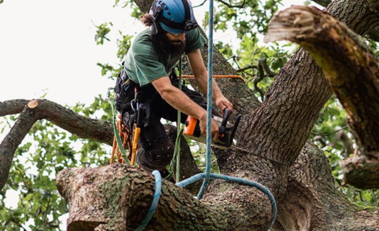 Advantages of Local Expertise Jeffs Tree Service in Action 1080x675