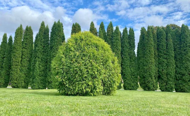How to Grow and Care for Arborvitae Trees FB