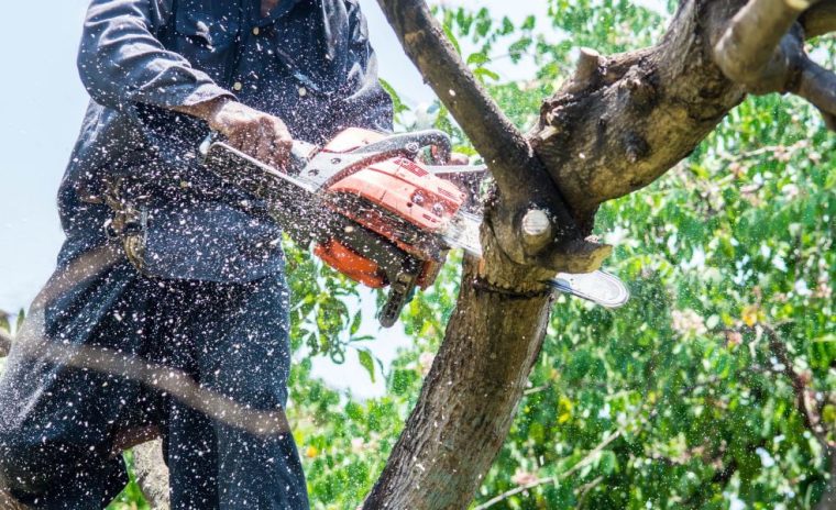 Professional Tree Service When and Why You Need It