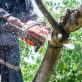 Professional Tree Service When and Why You Need It