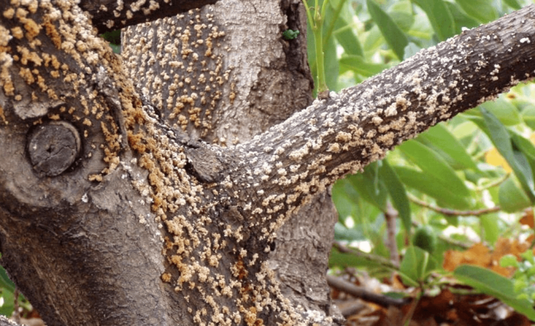 deadly hardwood tree disease