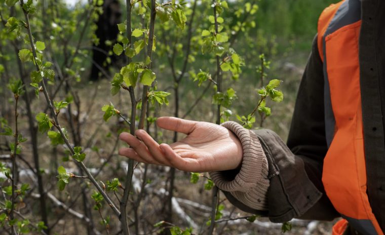 seasonal tree care rips oregon
