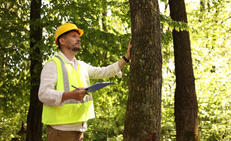 what are the benefits of seasonal tree inspections