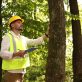 what are the benefits of seasonal tree inspections