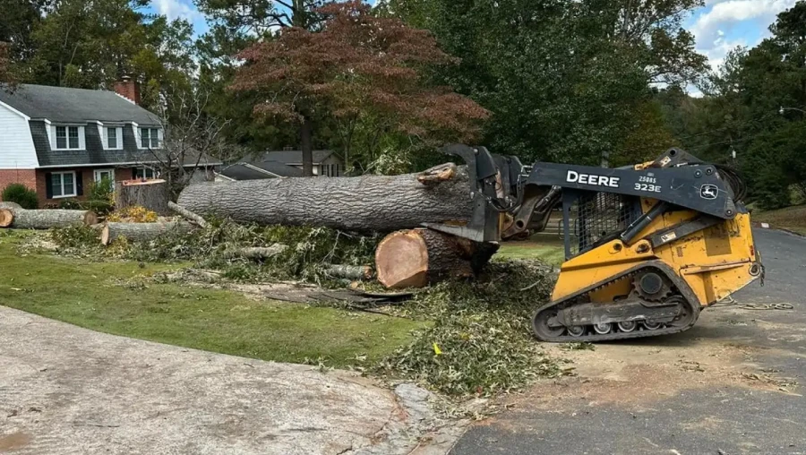 Stump Removal & Stump Grinding 1