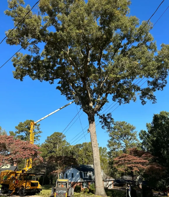 Tree Removal